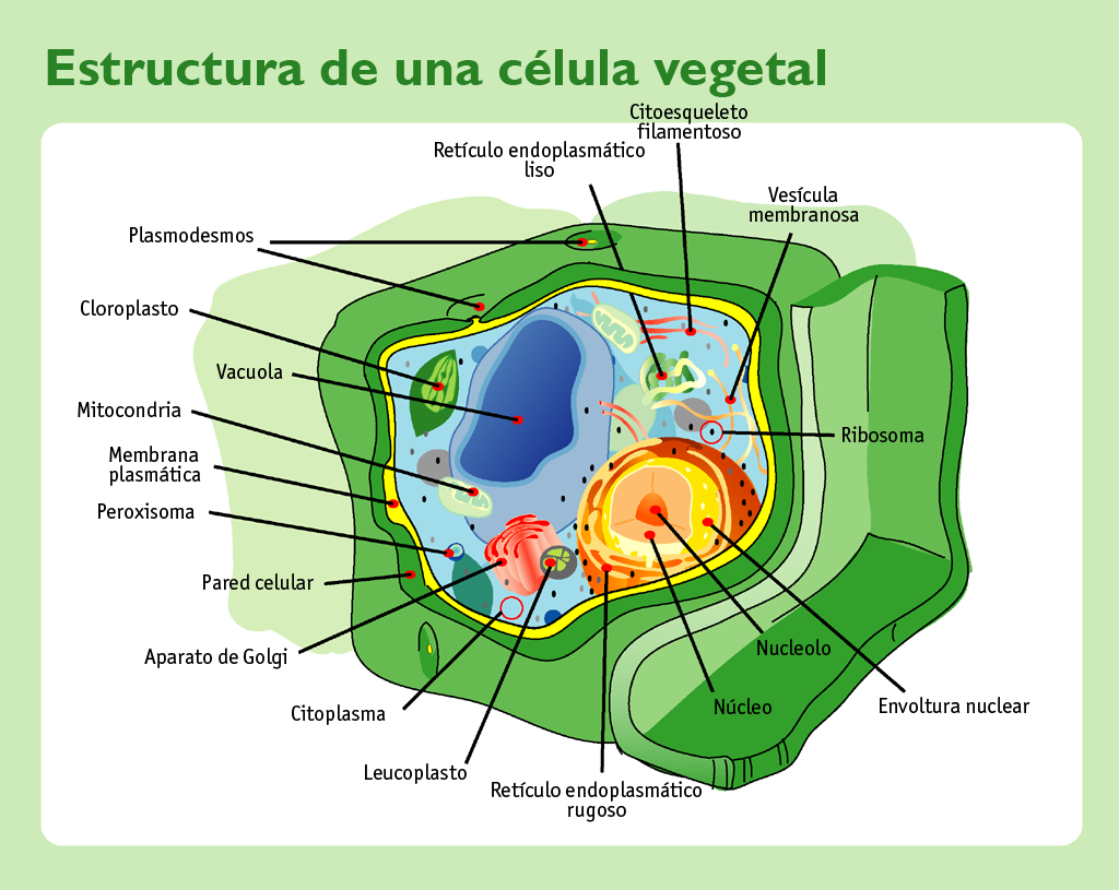 Célula Animal