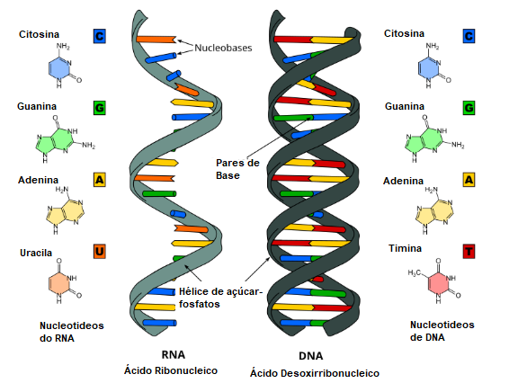 Molécula de DNA